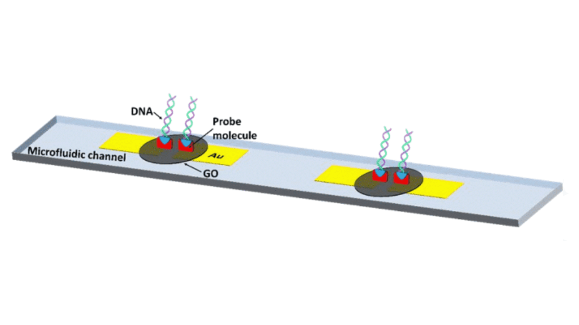 Schematic of graphene-oxide based FET biosensors for DNA detection from samples flowing in the microchannel